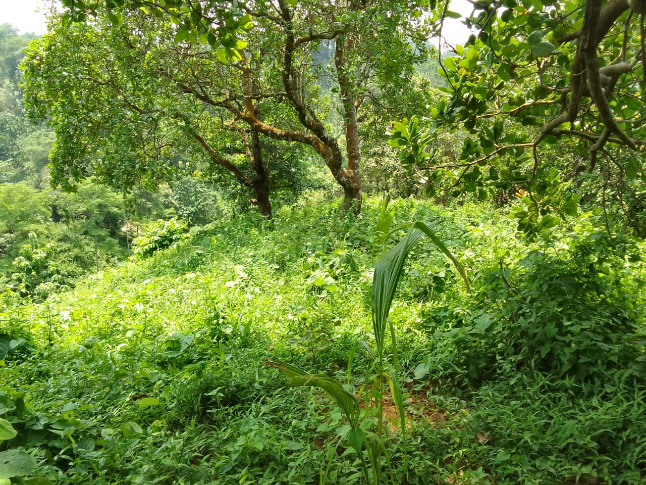 C:\Users\user\Desktop\Picture data base\Dopogre\Implemented Activities Dopogre\Horticulture coconut plantation Roberth R Marak Dopogre.jpg